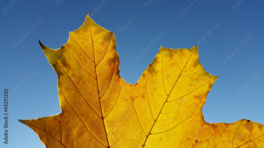 Fototapeta premium Herbstgold 
