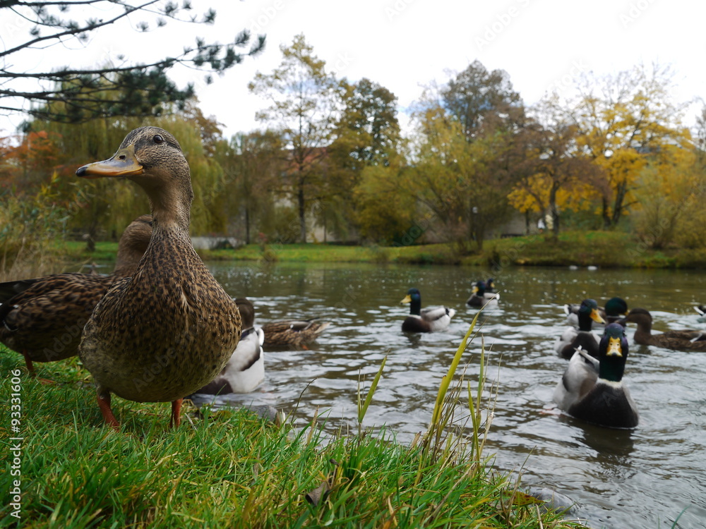 Fototapeta premium Duck Ducks