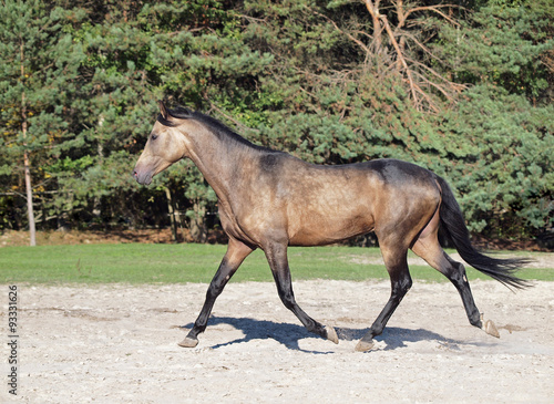 Young dun horse trots on a glade 