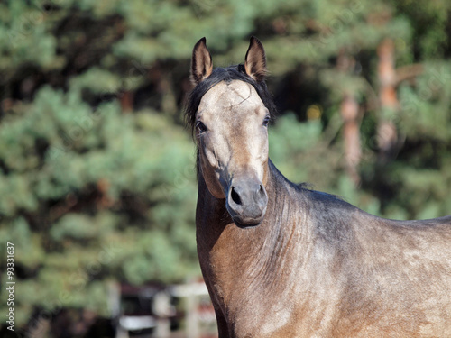 Portrait of young dun horse on a background the forest