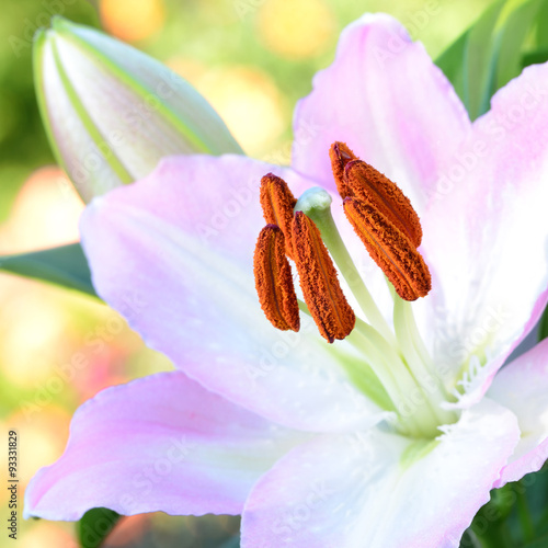 Fototapeta Naklejka Na Ścianę i Meble -  Blumen 514