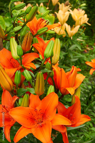 Bright orange lily flowers