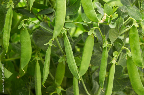 pea pods create natural background
