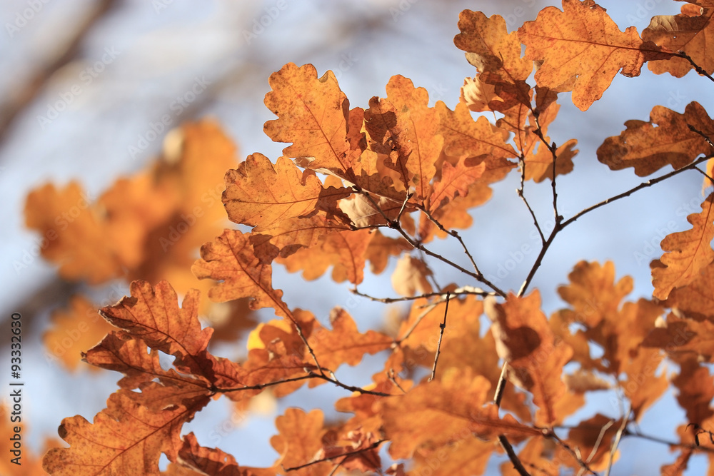 background texture of yellow leaves autumn leaf background background texture of yellow leaves autumn leaf background