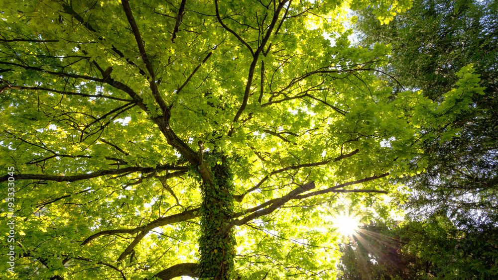 Fototapeta premium Korona drzewa nasłonecznionego