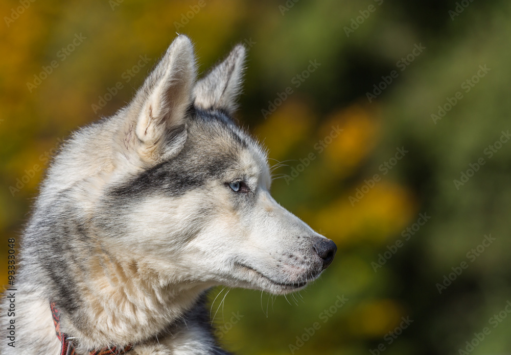 Portrait de husky