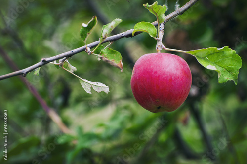 Ripe red apple