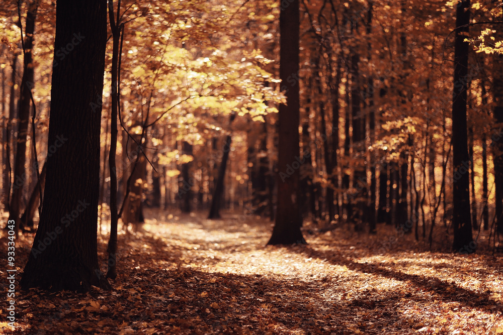 landscape autumn path in the park