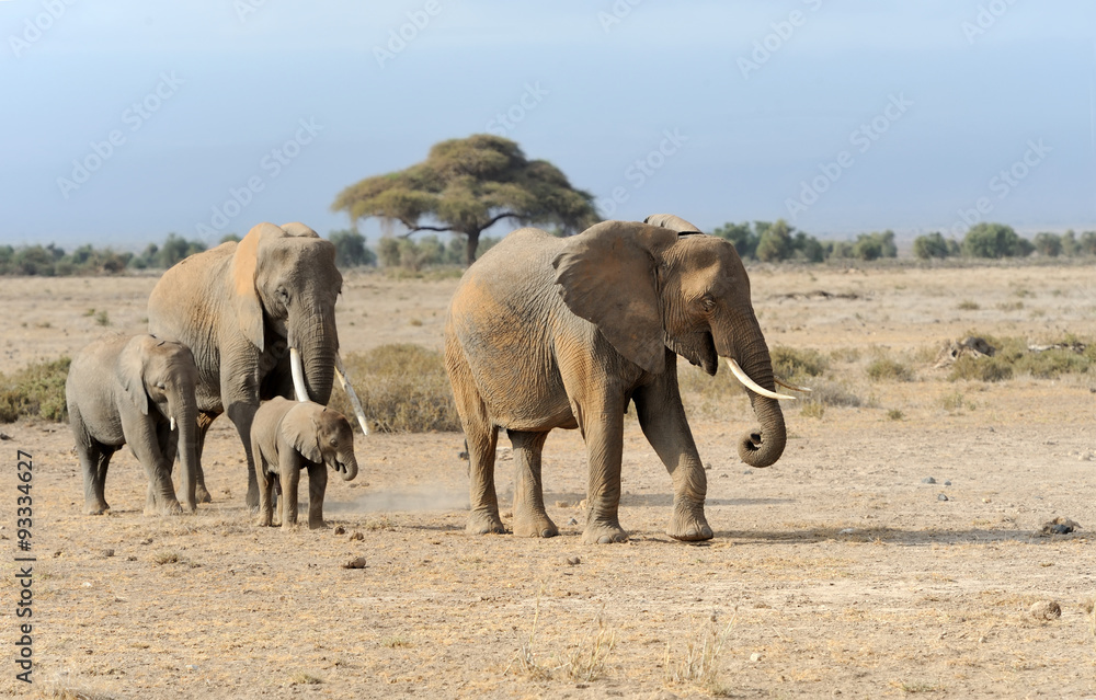 Fototapeta premium Elephant