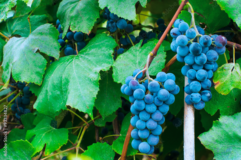 Fototapeta premium Grapes