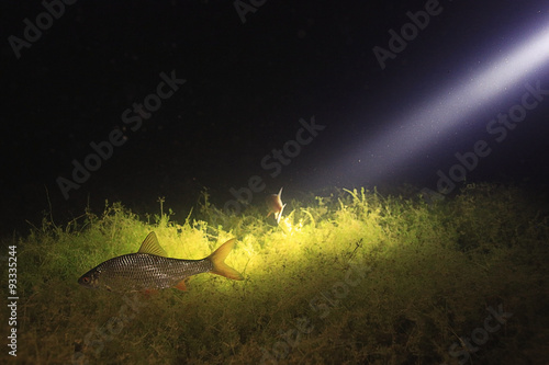 fish  roach  underwater photo