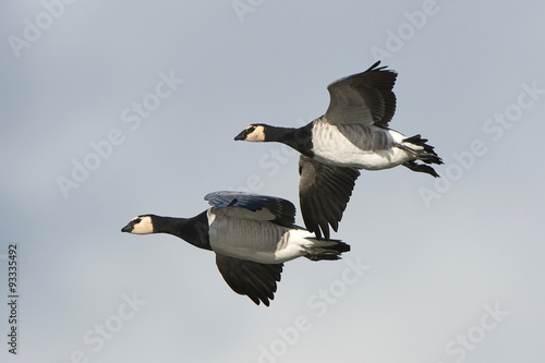 Barnacle goose (Branta leucopsis)