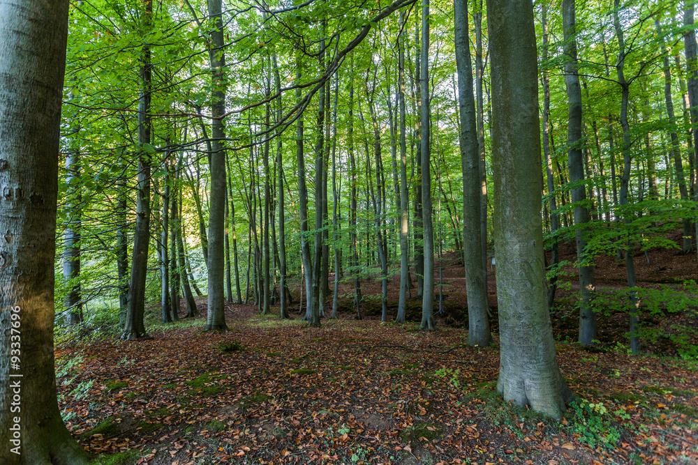 Naklejka premium Hütter Wohld