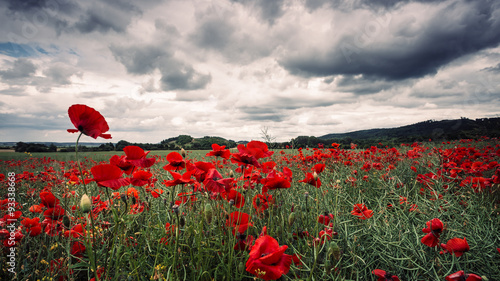 Fototapeta Naklejka Na Ścianę i Meble -  Mohn bei Unwetter
