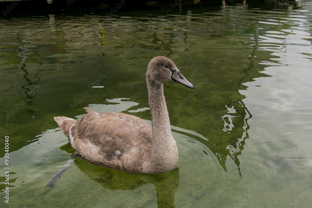Fototapeta premium Junger Schwan im Wasser