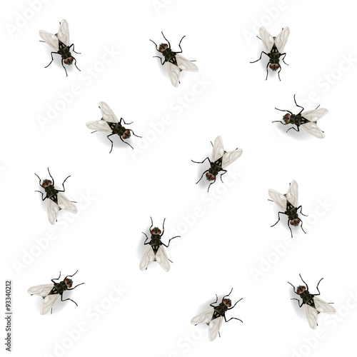 Many flies on the wall vector illustration isolated on the white © maxicam