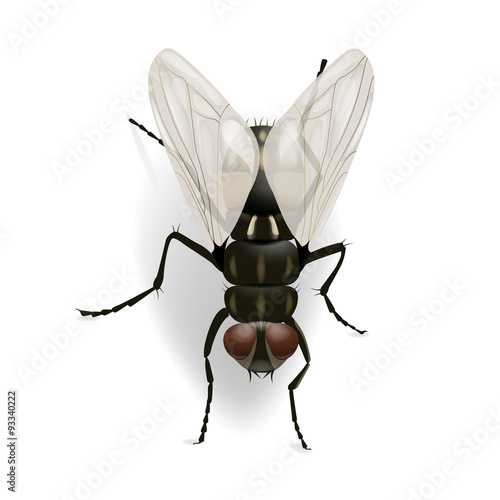 Fly on the wall vector illustration isolated on the white backgr