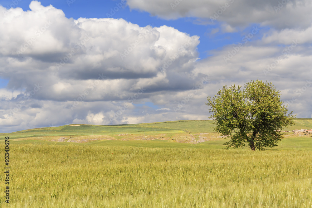 SPRINGTIME.Between Puglia and Basilicata: spring landscape with wheat field.ITALY SPRINGTIME.Between Puglia and Basilicata: spring landscape with wheat field.ITALY