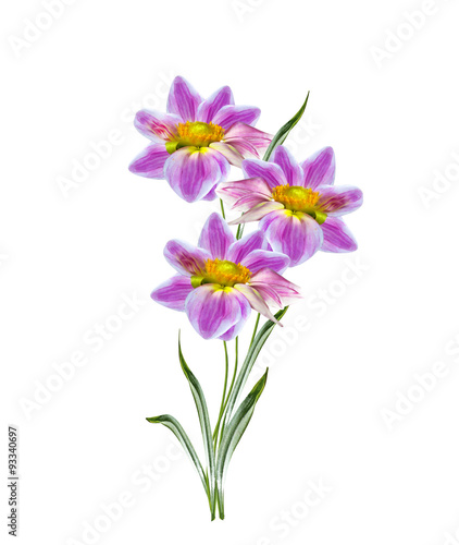 Dahlia flower isolated on white background © alenalihacheva