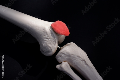 Patella Bone 