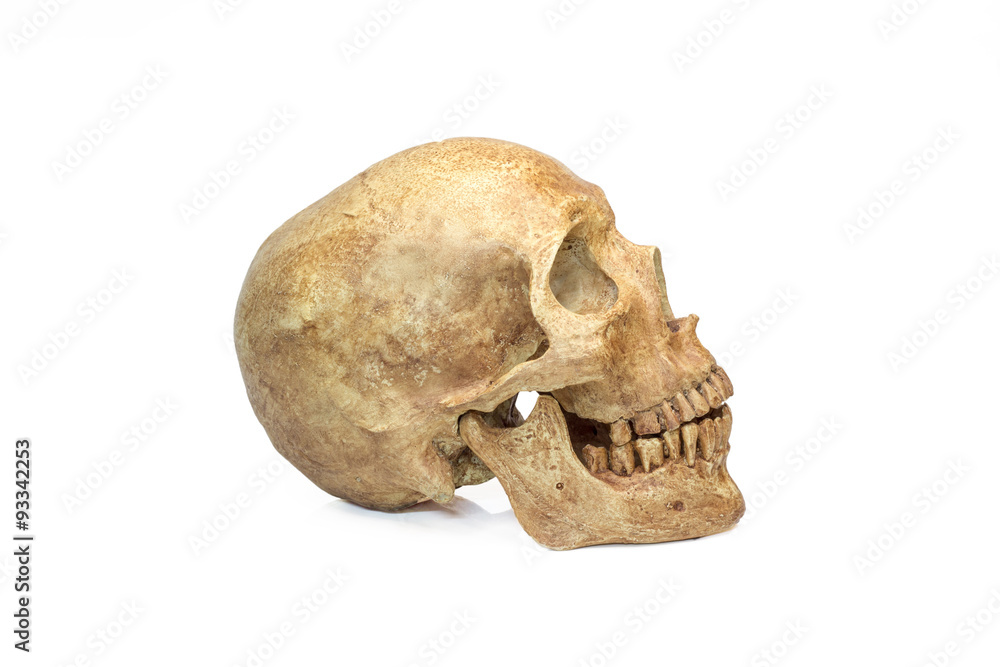 skull human halloween isolated on white background skull human halloween isolated on white background