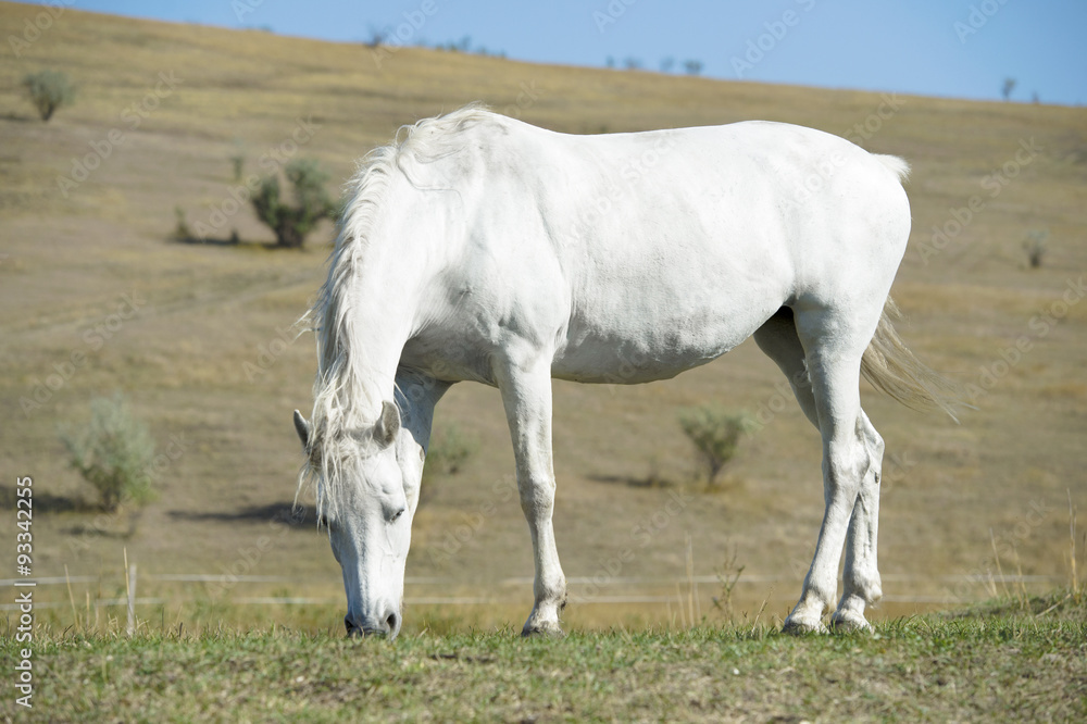 White horse portrait on natural background White horse portrait on natural background