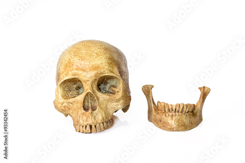 skull human halloween isolated on white background
