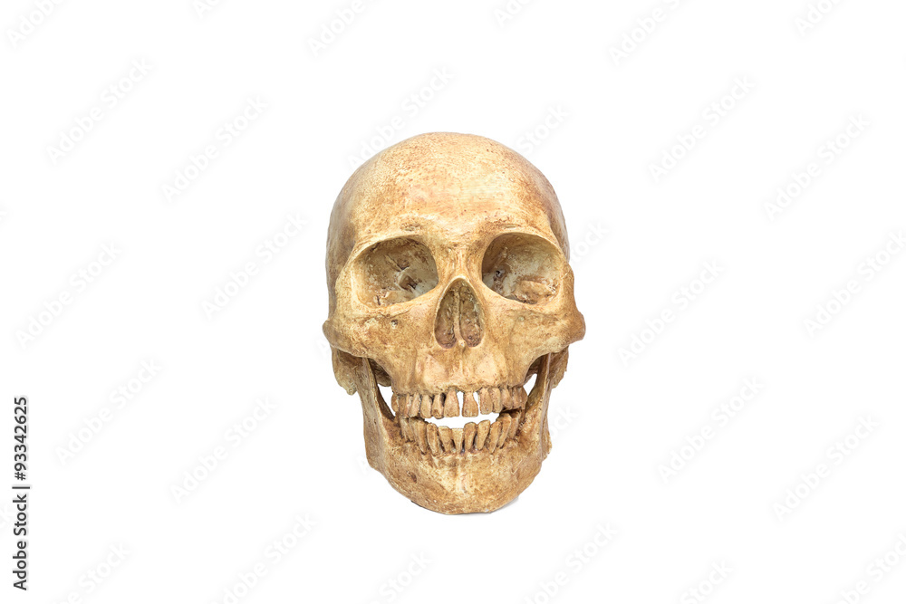 Naklejka premium skull human halloween isolated on white background