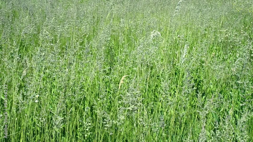 Green meadow with common meadow grass gently swaying in breeze Green meadow with common meadow grass gently swaying in breeze