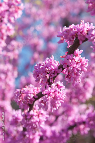 Pink Blossoms Blooming On Eastern Redbud Tree In Springtime