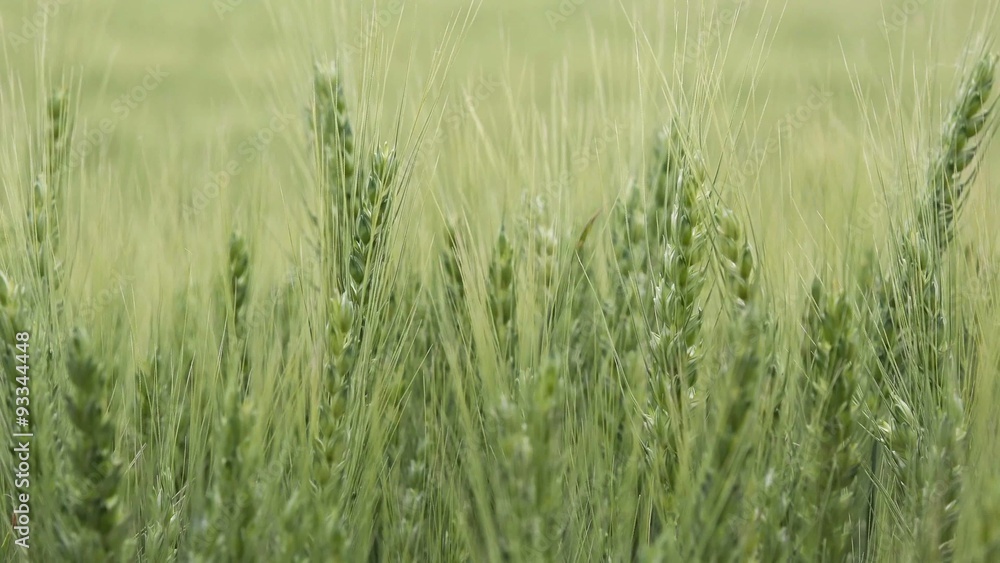 Green wheat field, cultivated crops on spring wind Green wheat field, cultivated crops on spring wind