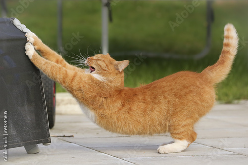 фотографія Kater rekelt sich