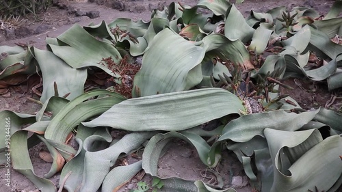 Welwitschia group photo