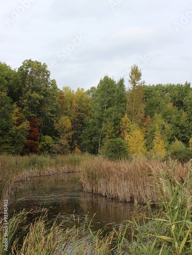 Pond in fall