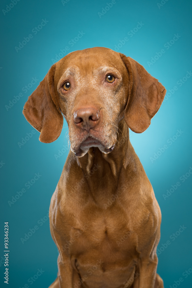 vizsla dog portrait