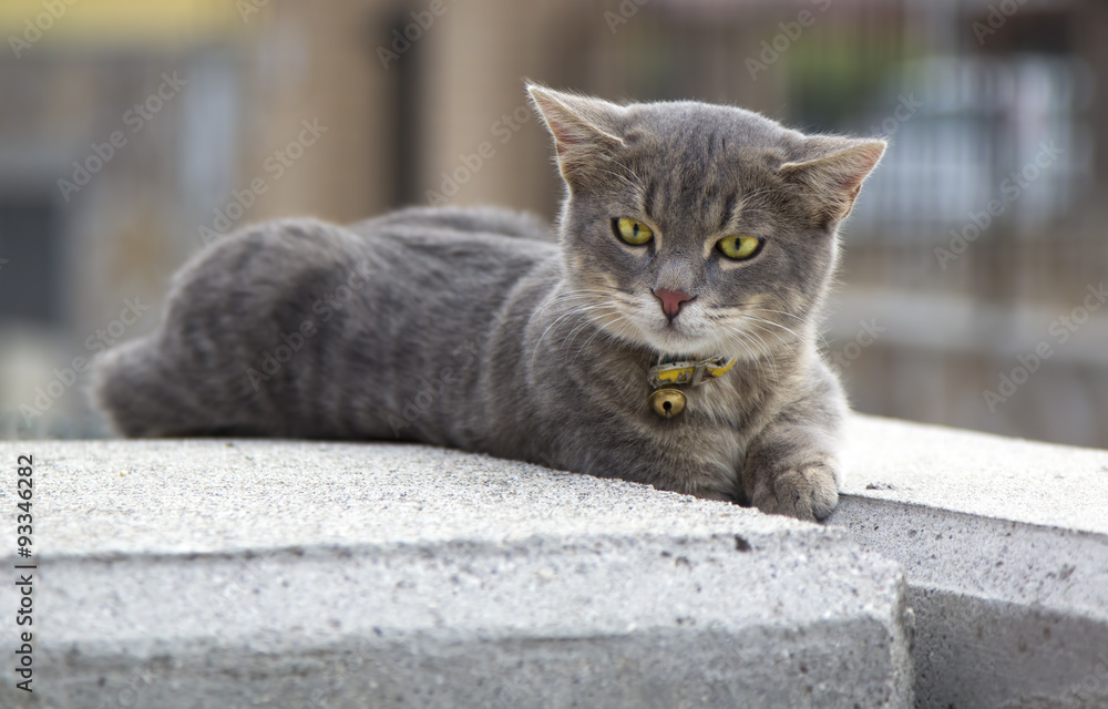Obraz premium Cat