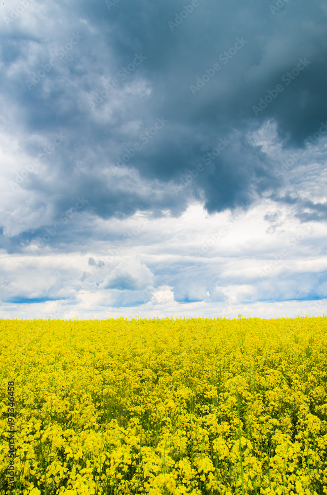 Obraz premium field of rapeseed