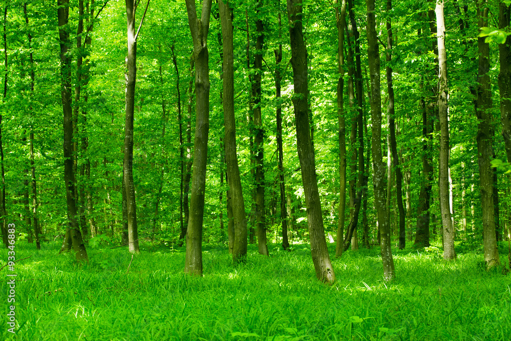 Obraz premium beautiful green forest