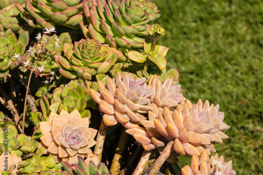 collection of succulent plants collection of succulent plants