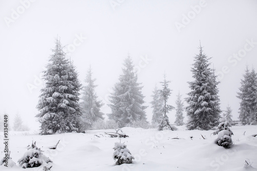 Foggy winter landscape with firs © erika8213