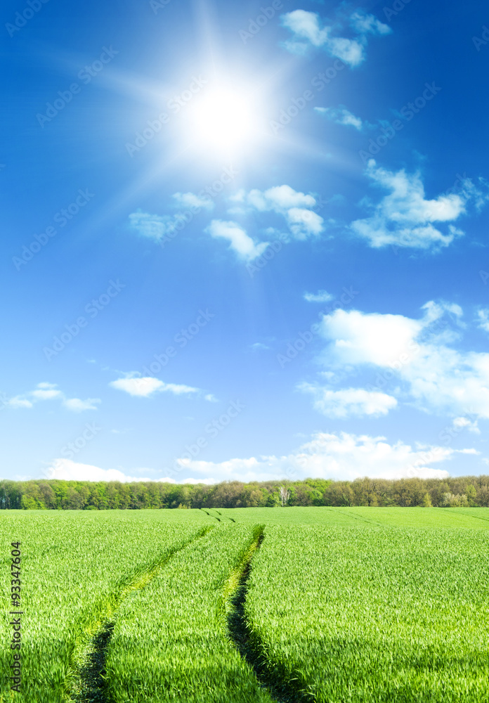 Green field under blue sky with white clouds