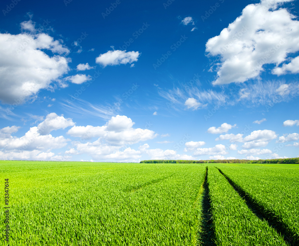 Green field under blue sky with white clouds Green field under blue sky with white clouds
