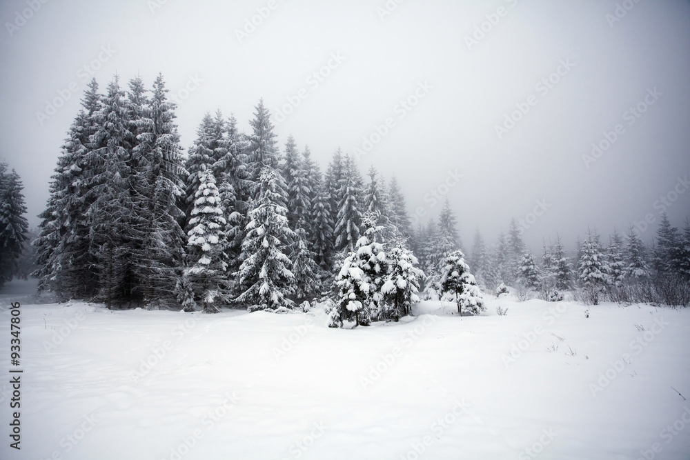 Naklejka premium Foggy winter landscape with firs