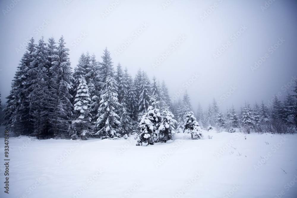 Foggy winter landscape with firs Foggy winter landscape with firs