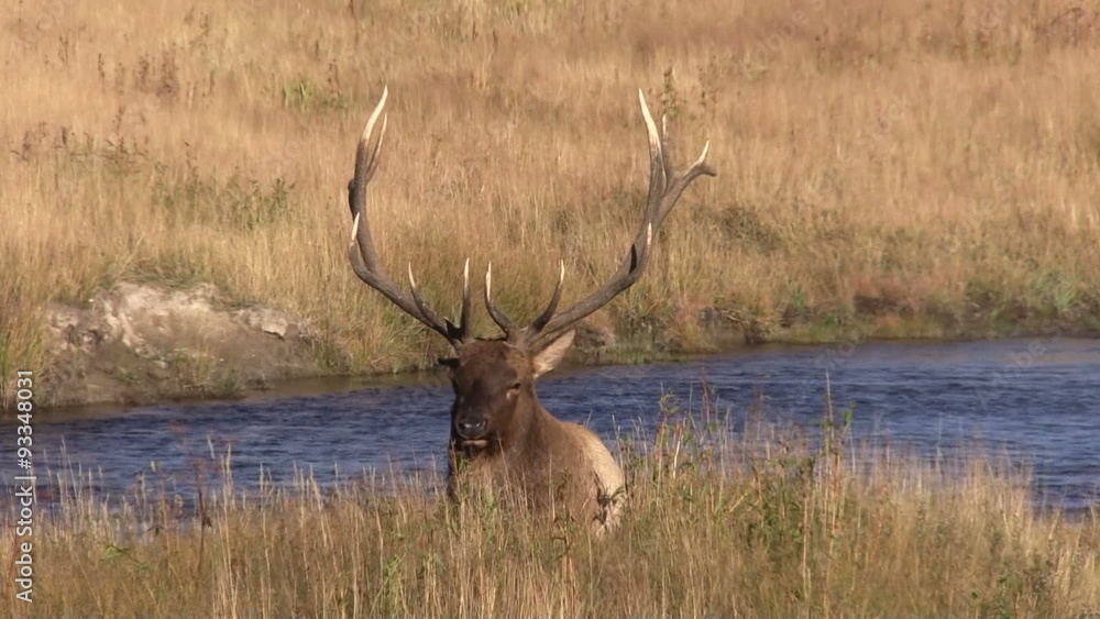 Bull Elk Bedded During the Fall Rut Bull Elk Bedded During the Fall Rut