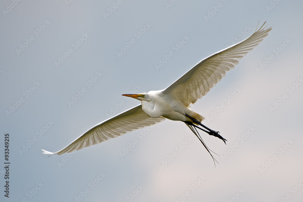 Fototapeta premium Great Egret in Flight
