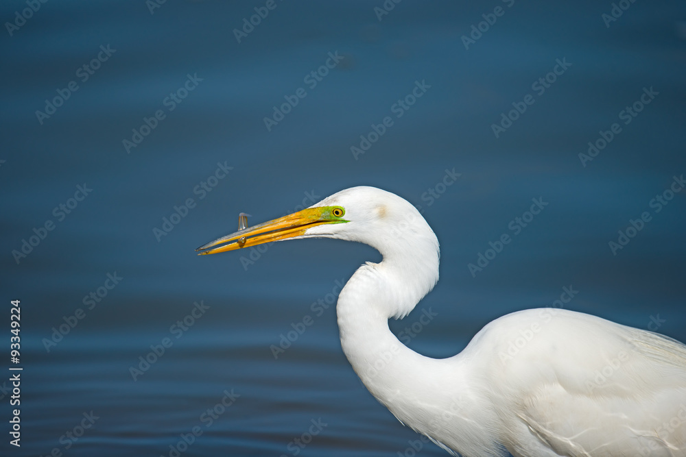 Great Egret with Fish Great Egret with Fish