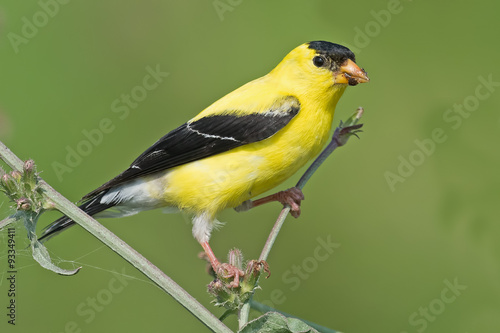Fototapeta American Goldfinch sitting on branch