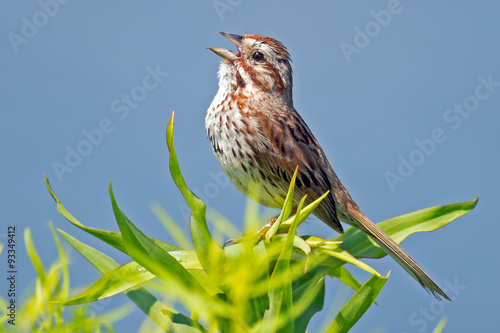 Принти на полотні Song Sparrow Singing