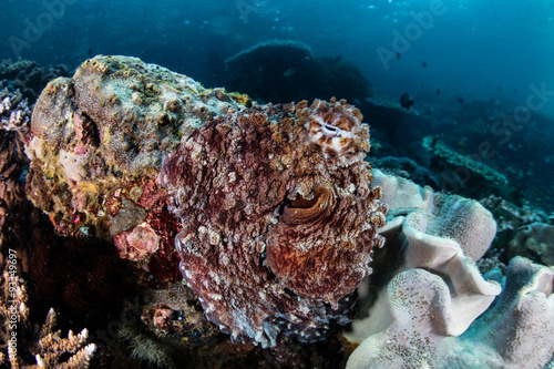 Camouflaged Octopus on Reef